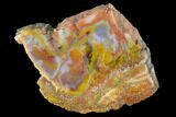 Polished, Rainbow Petrified Wood Section - Arizona #147893-1